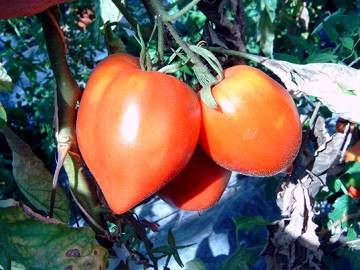BIO-Pflanze Ochsenherz-Tomate Herzförmige