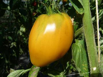 BIO-Pflanze Ochsenherz-Tomate Oranges Ochsenherz Alte Tomatensorte