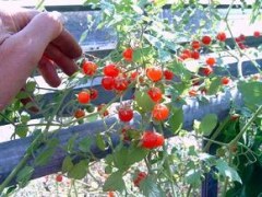 BIO-Pflanze Wild-Tomate JoHa Spoon