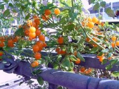 BIO-Pflanze Wild-Tomate JoHa Orange