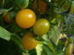 BIO-Pflanze Kirsch-Tomaten Gelbe Kirsche BIO Alte Tomatensorte