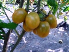 6er-Pack Tomate Green Grape oder Raisin verte BIO-Tomatensämlinge