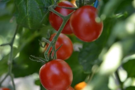 BIO-Pflanze Kirsch-Tomate Resi Gold Alte Tomatensorte