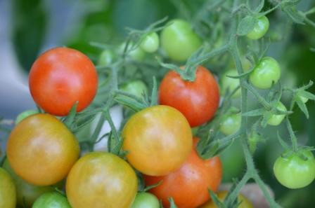 BIO-Pflanze Kirsch-Tomaten Primavera
