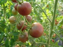 BIO-Pflanze Kirsch-Tomaten Schwarze Kirsche Alte Tomatesorte