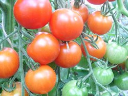 BIO-Pflanze Fleisch-Tomate Mini Red Star Alte Tomatensorte