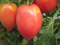 BIO-Pflanze Tomate Flaschen- Himbeerrot BIO Alte Tomatensorte