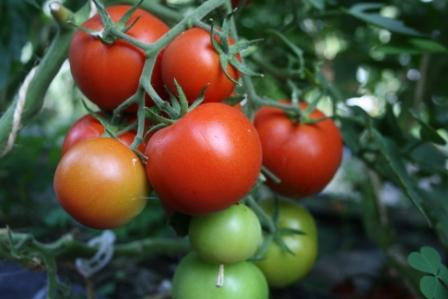 BIO-Pflanze Tomaten rund TICA