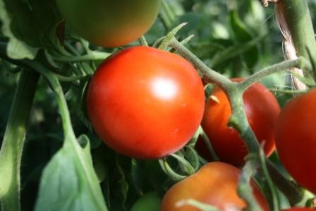 BIO-Pflanze Tomate rund PILU