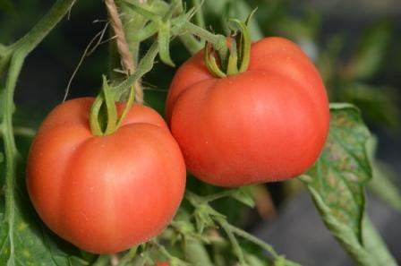 BIO-Pflanze Tomate rund Pêche