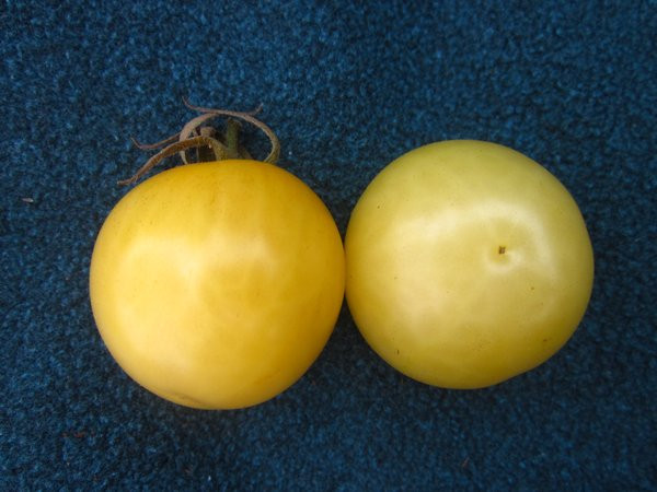 BIO-Pflanze Tomate rund Weiße Runde Alte Tomatensorte