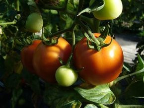 BIO-Pflanze Tomate rund 'Jasnaja' Alte Tomatensorte