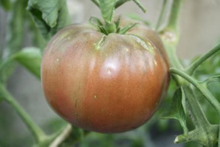 BIO-Pflanze Fleisch-Tomate Schwarze Krim Alte Tomatensorte