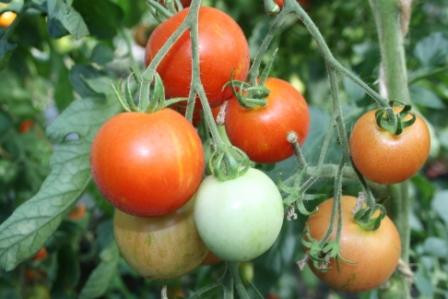 BIO-Pflanze Tomate rund Rotes Zebra Alte Tomatensorte