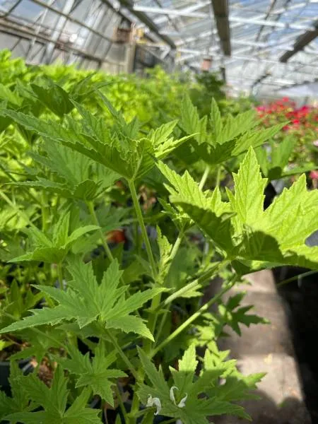 BIO-Pflanze Duftgeranie 'Mabel Grey'