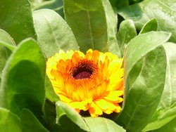 H1 Ringelblume gelb BIO Heilkräuterpflanze