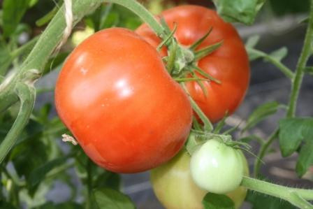 BIO-Pflanze Tomate rund New Hampshire Surecrop
