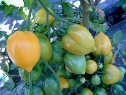 BIO-Pflanze Tomate rund Anna Hermann Alte Tomatensorte
