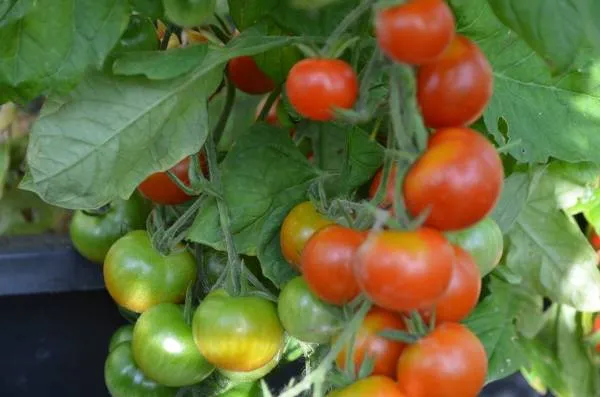 BIO-Pflanze Kirsch-Tomaten Delfs Alte Tomatensorte