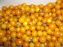 BIO-Pflanze Wild-Tomate Golden Current