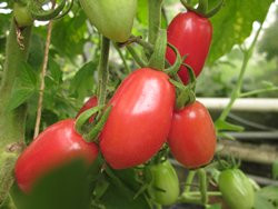 BIO-Pflanze Oliven-Tomaten Cuban Pink Alte Tomatensorte