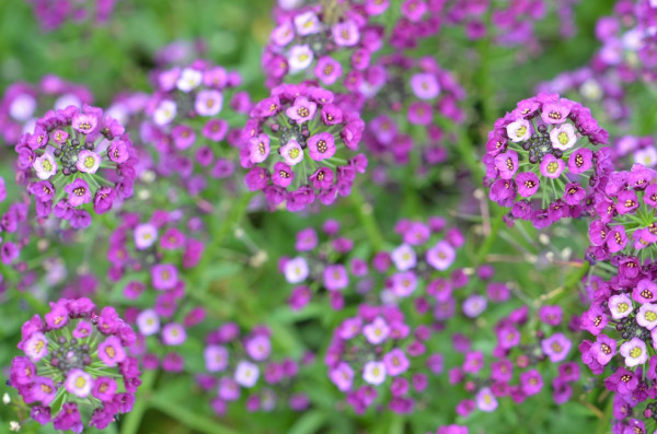 H5 BIO-Blumen Alyssum Blauer Duftsteinerich Purple Prinzess