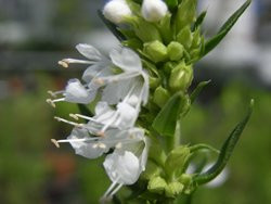 BIO-Kräuterpflanze Ysop weißblühend