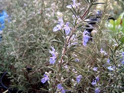 H10 Rosmarin winterhart Sudbury Blue BIO-Topfkräuter-Pflanze