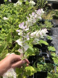 BIO-Heilkräuterpflanze Muskatellersalbei weißblühend