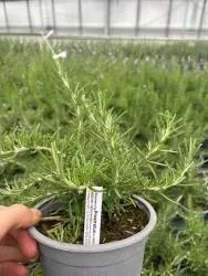 BIO-Kräuter-Pflanze Rosmarin 'Prostratus'