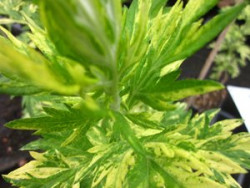 FL1 Beifuß Oriental Lime BIO-Heilkräuter Pflanze