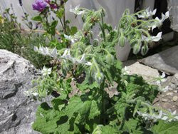 H1 BIO-Kräuterpflanze Boretsch weißblühend