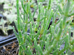 H4 Queller mehrjährig, Nordseespargel BIO-Gemüsepflanze