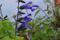 BIO-Pflanze Salbei Black&Blue