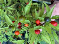 C BIO-Pflanze Chili scharf Charapita Rojo