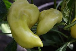BIO-Pflanze Paprika süß Ferenc Tender