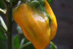 BIO-Pflanze Paprika süß Quadrato d'Asti giallo