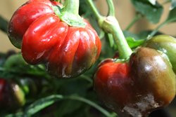 BIO-Pflanze Paprika süß Tomatenpaprika Rot