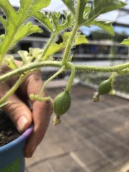 H11 BIO-Pflanze Wassermelone Sugar Baby
