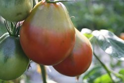 BIO-Pflanze Beutel-Tomate Schwarze Trüffel Alte Tomatensorte
