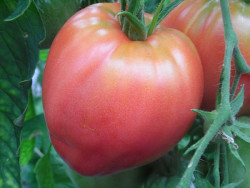 BIO-Pflanze Tomate Ochsenherz Arche Noah Alte Tomatensorte