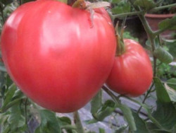 BIO-Pflanze Ochsenherz-Tomate Bisonherz  Alte Tomatensorte