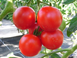 BIO-Pflanze Tomate rund Matina Alte Tomatensorte
