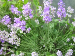 H4/6 Echter Lavendel Blue Cushion BIO-Kräuterpflanze