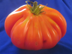BIO-Pflanze Fleisch-Tomate Schwarzwälder Erdbeere Alte Tomatensorte