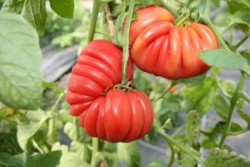 BIO-Pflanze Fleisch-Tomate Gribnoe Lukoshko Alte Tomatensorte