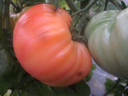 BIO-Pflanze Fleisch-Tomate Zagadka Priodi Alte Tomatensorte