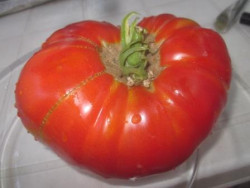 BIO-Pflanze Fleisch-Tomate Barmale Alte Tomatensorte