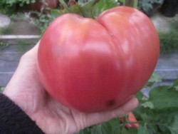 BIO-Pflanze Fleisch-Tomate Cudo Zemli Alte Tomatensorte