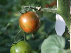 BIO-Pflanze Kirsch-Tomaten Cherry Zebra BIO Alte Tomatesorte